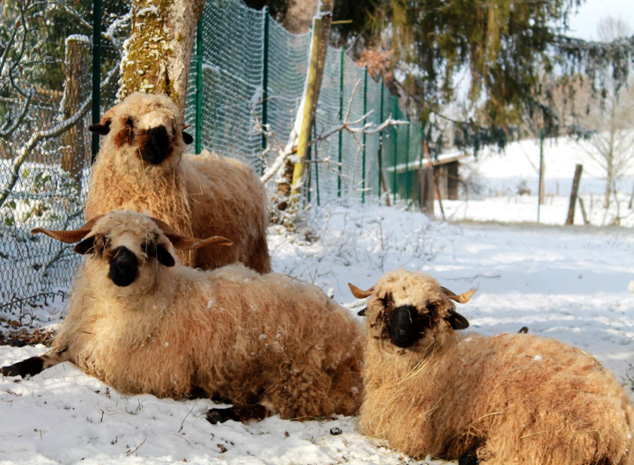 PHOTO-2026-01-23-09-01-33 3